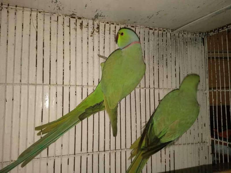 Ringneck pair java bird 1