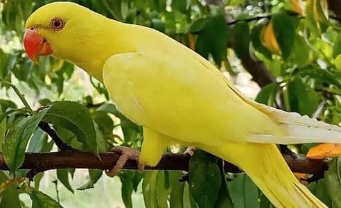 yellow ringneck