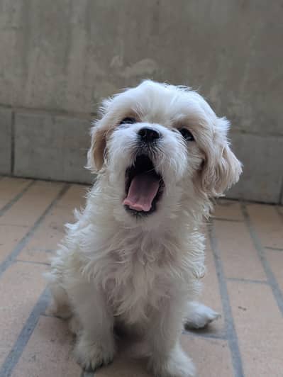 shitzu/Maltese puppy (male)
