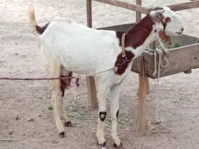 Goat with female kid