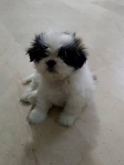 shih tzu female puppy