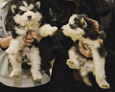 Siberian Husky Puppy