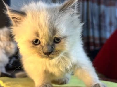 Purebred Female Himalayan Blue Point Kitten