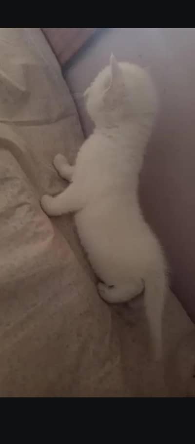 persion kitten beautiful playfull