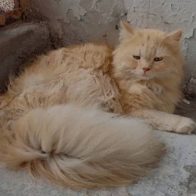 Triple Coat Extra Long Hair Male | Long Fluffy Tail