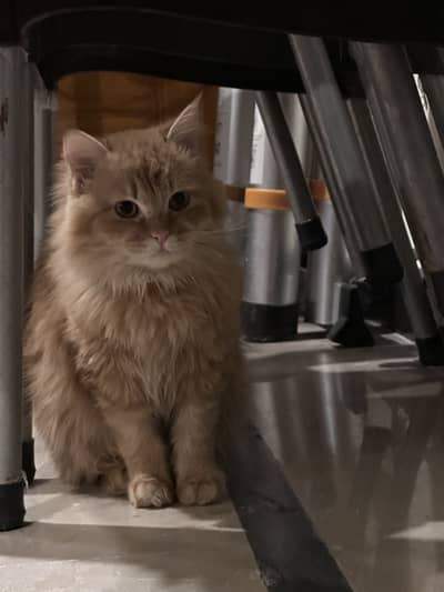 Two Persian Cats (1 Year Old) for Free Adoption – Due to Allergy Issue