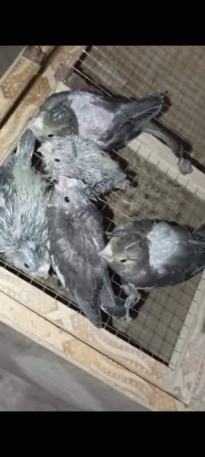 cocktail chicks lovebird chicks pineapple conure flying tame hand tame