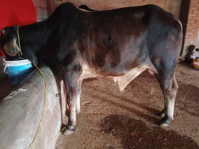 Brahman qurbani bull