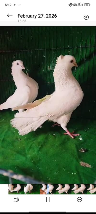 White mukhi pair for sale