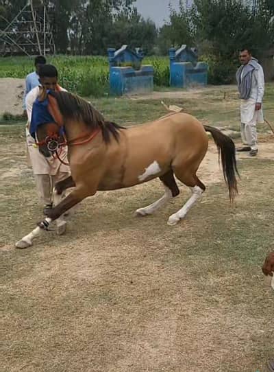 Qola 5 kalyan gora male