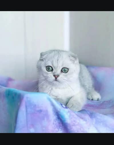 Scottish fold kitten for sell 03315897056