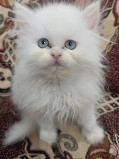 white and gray person kitten triple cort