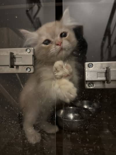 Double coated punched Faced Persian cat