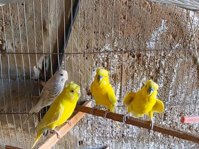 Under Size Budgies