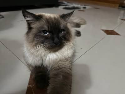 HIMALAYAN STUD FOR MATING