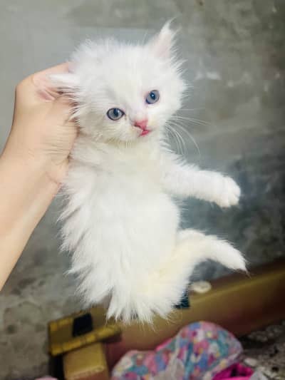 Kittens available for sale