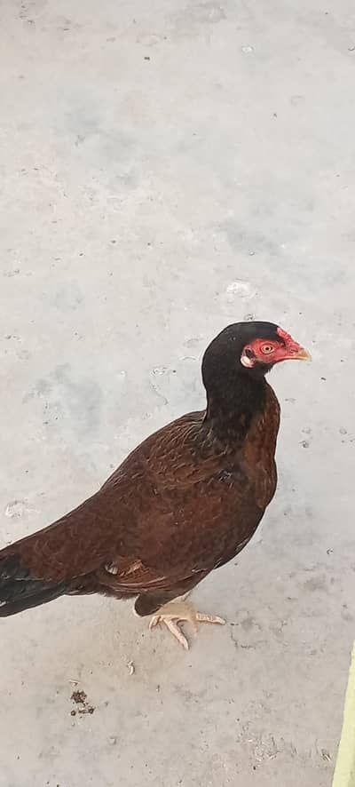 I'm selling hen because I am home shafting