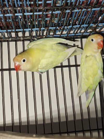 love birds or cocktail breeder pair