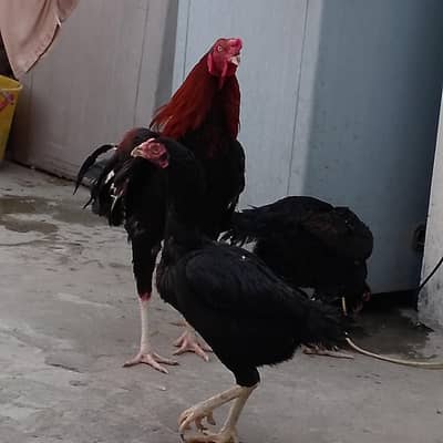 Aseel Lakha Murgha|Golden misri Hen || Desi Hen || Lohman Brown Hen ||