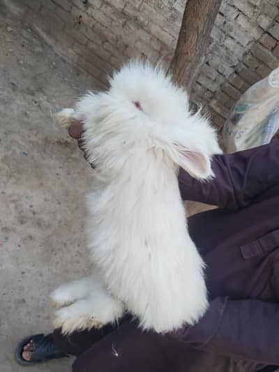 rabbit for sale