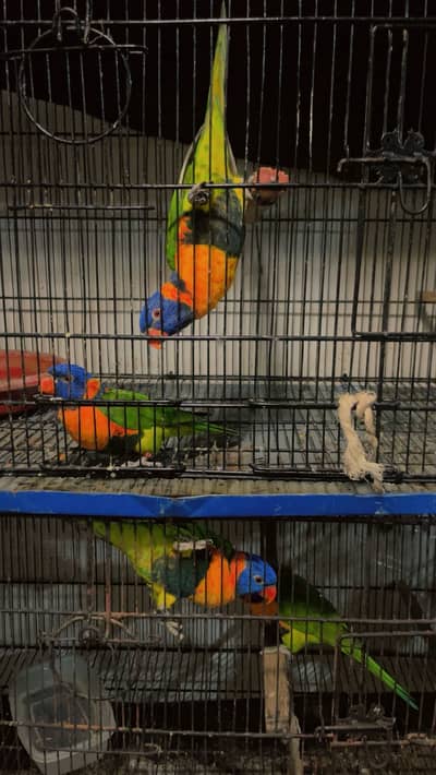 Red collared lorikeet breeder pair