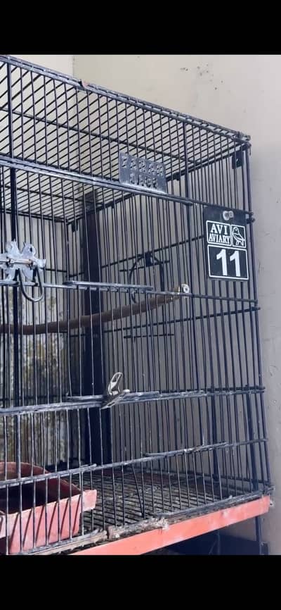 Birds cages for sale