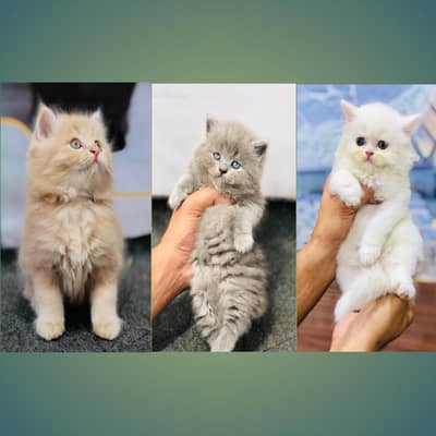 cash on delivery available Persian Punch face triple coat cat Kitten