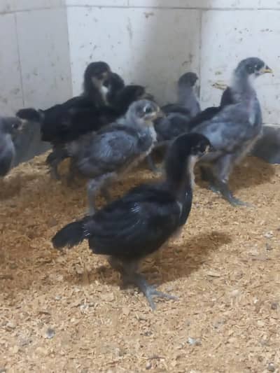 Heritage Australorp