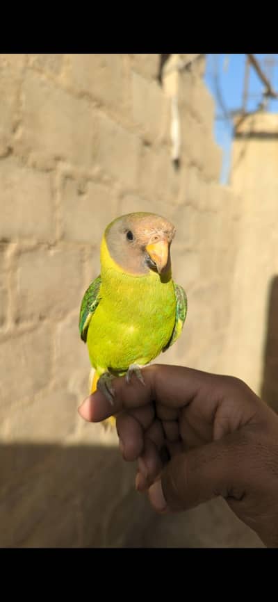 plum head parrot
