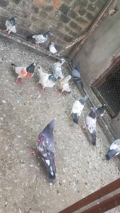 sab parry hy bachey  or bary bhi hy