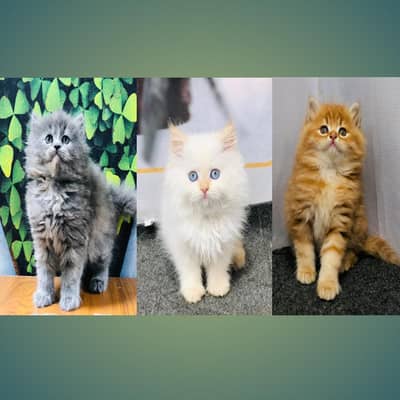 cash on delivery available Persian Punch face triple coat cat Kitten