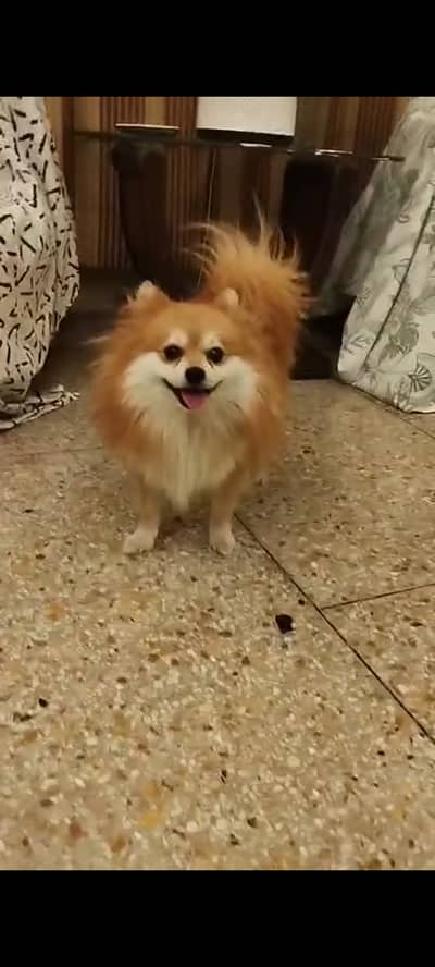 Pomeranian Male Dog Available for Sale