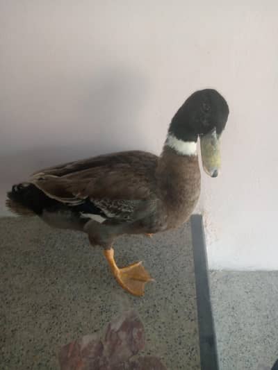 *Quacky 15M Male Duck*  *:* 15-Month-Old Male Duck for Sale 
