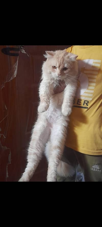 cats pair for sale full active