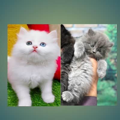 cash on deliveryPersian Punch face triple coat cat Kitten