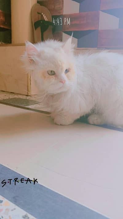 Blue eyes Russian cat White fur