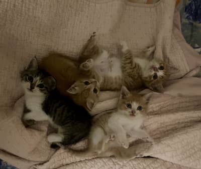 Kittens for sale
