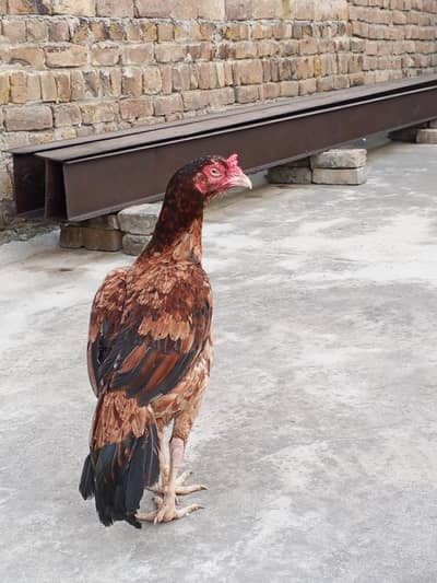 aseel pair for sale munaib rate ho jaye ga