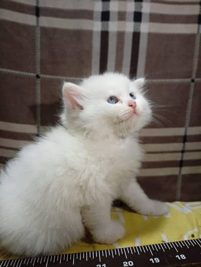 Persian kittens white, baby face, blue eyes  and trained