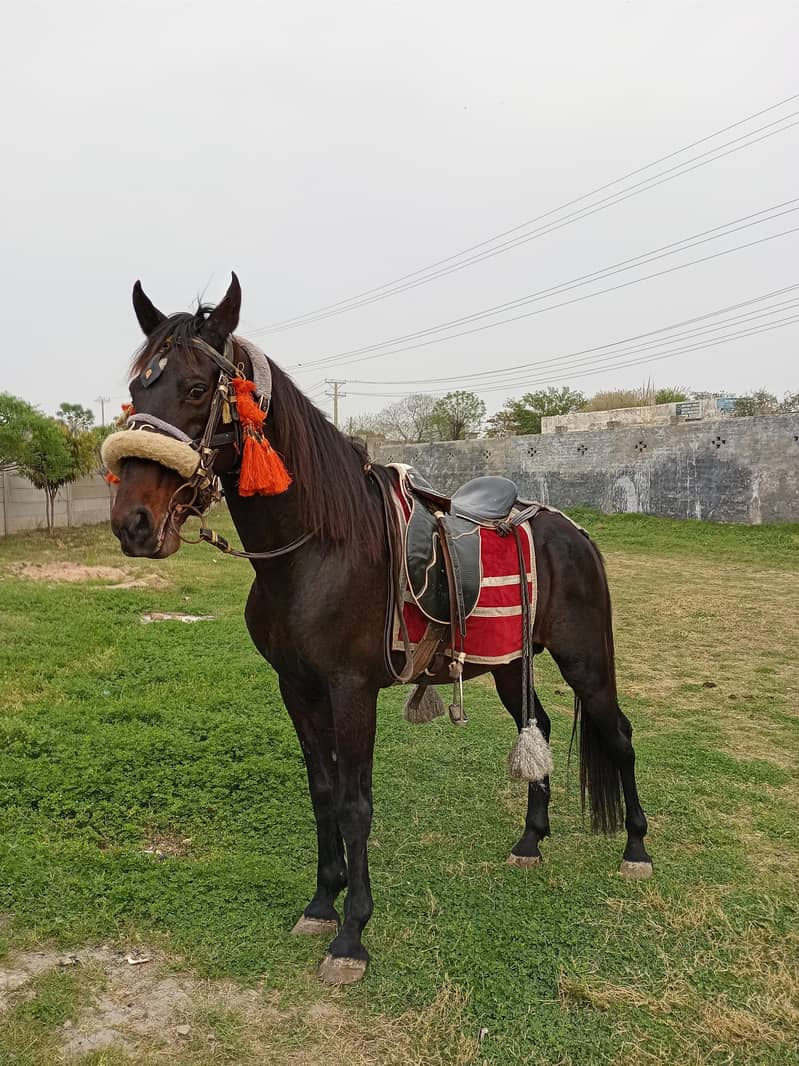 دیسی بریڈ مشکا 0