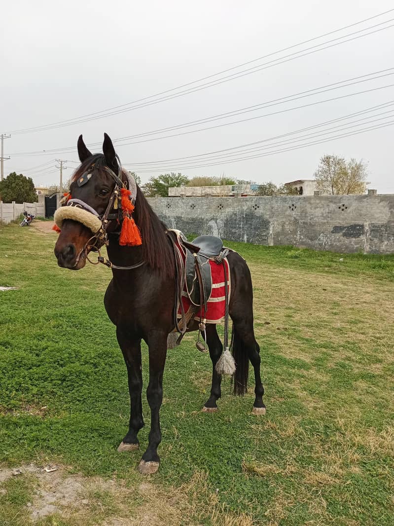 دیسی بریڈ مشکا 2