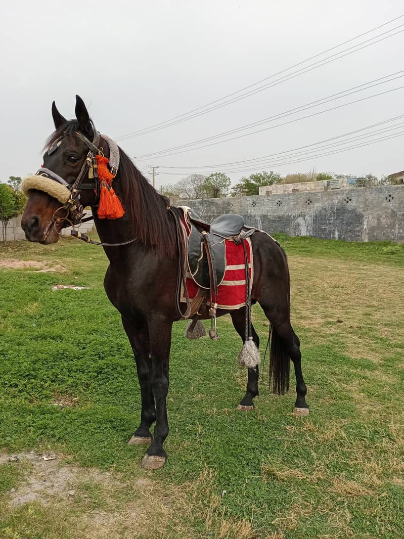 دیسی بریڈ مشکا 3