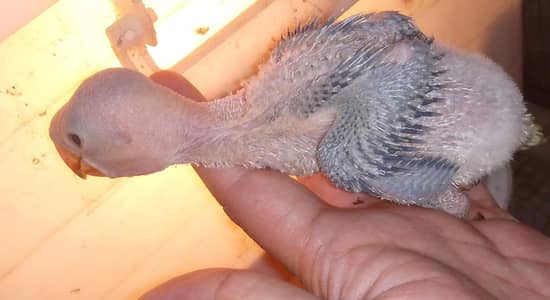 raw chick for sale location Sialkot per piece 8500 healthy active