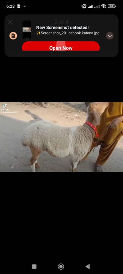 Turkish dumba for sale