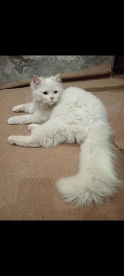 pair dhol face tripal code