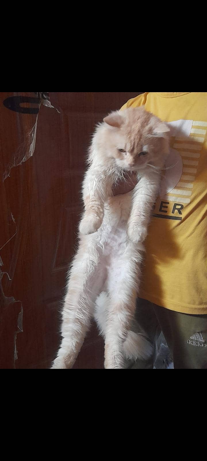 pair dhol face tripal code 1