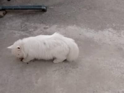 Persian cat triple coated and Blue eyes plus one baby female