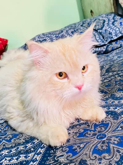 Triple Coated Male Cat – Golden Eyes & Vaccinated