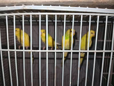 health and active ready to breed