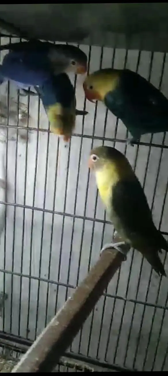 albino Red eyes into albino split red eyes pair with DNA